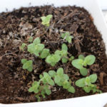 2013-05-09 oregano 2013-05-09 oregano