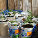 2013-05-09 papryki 2013-05-09 papryki