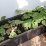 2013-05-09 pelargonia - sadzonki 2013-05-09 pelargonia - sadzonki