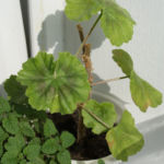 2013-05-09 pelargonia 2013-05-09 pelargonia