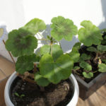 2013-05-09 pelargonia 2013-05-09 pelargonia