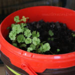 2013-05-09 pietruszka 2013-05-09 pietruszka