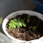 2013-05-09 pomidorek Balkoni Red 2013-05-09 pomidorek Balkoni Red