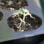 2013-05-09 pomidorek Balkoni Red 2013-05-09 pomidorek Balkoni Red