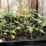 2013-05-09 pomidory i papryki 2013-05-09 pomidory i papryki