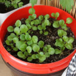 2013-05-09 roszponka 2013-05-09 roszponka