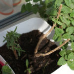 2013-05-09 rozmaryn 2013-05-09 rozmaryn