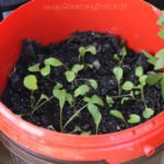 2013-05-09 rukola 2013-05-09 rukola