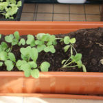 2013-05-09 rzodkiewki 2013-05-09 rzodkiewki