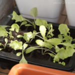 2013-05-09 sałaty 2013-05-09 sałaty