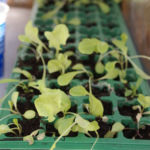 2013-05-09 sałaty 2013-05-09 sałaty