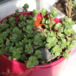 2013-05-09 skalniak 2013-05-09 skalniak