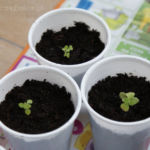 2013-05-09 stewia rozsadzona 2013-05-09 stewia rozsadzona