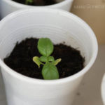 2013-05-19 bazylia 2013-05-19 bazylia