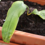 2013-05-19 czosnek niedźwiedzi 2013-05-19 czosnek niedźwiedzi