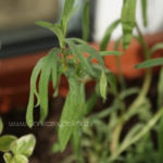 2013-05-19 estragon rosyjki 2013-05-19 estragon rosyjki