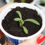 2013-05-19 estragon 2013-05-19 estragon