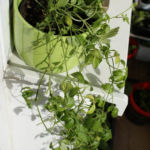 2013-05-19 gynostemma - jiaogulan 2013-05-19 gynostemma - jiaogulan