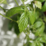 2013-05-19 gynostemma - jiaogulan 2013-05-19 gynostemma - jiaogulan