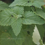 2013-05-19 kocimiętka cytrynowa 2013-05-19 kocimiętka cytrynowa