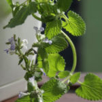 2013-05-19 kocimiętka 2013-05-19 kocimiętka