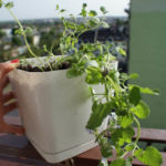 2013-05-19 kocimiętka 2013-05-19 kocimiętka