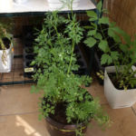 2013-05-19 kolendra i koperek 2013-05-19 kolendra i koperek