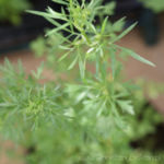 2013-05-19 kolendra 2013-05-19 kolendra