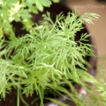 2013-05-19 koperek 2013-05-19 koperek