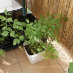 2013-05-19 lubczyk 2013-05-19 lubczyk