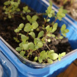 2013-05-19 majeranek 2013-05-19 majeranek