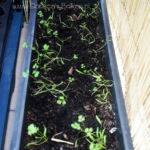 2013-05-19 marchewka 2013-05-19 marchewka