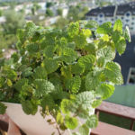 2013-05-19 melisa 2013-05-19 melisa