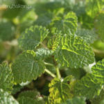 2013-05-19 melisa 2013-05-19 melisa