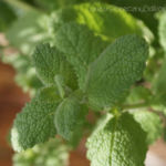 2013-05-19 mięta ananasowa 2013-05-19 mięta ananasowa