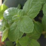 2013-05-19 mięta jabłkowa 2013-05-19 mięta jabłkowa