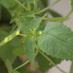 2013-05-19 mięta meksykańska 2013-05-19 mięta meksykańska