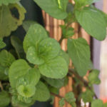 2013-05-19 mięta pomarańczowa 2013-05-19 mięta pomarańczowa