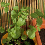 2013-05-19 mięta 2013-05-19 mięta