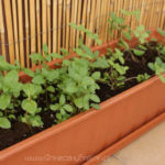 2013-05-19 mięty 2013-05-19 mięty