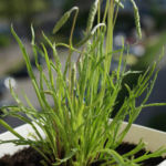 2013-05-19 minutina 2013-05-19 minutina