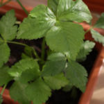 2013-05-19 mitsuba 2013-05-19 mitsuba