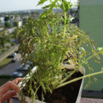 2013-05-19 mizuna 2013-05-19 mizuna