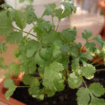 2013-05-19 pietruszka 2013-05-19 pietruszka