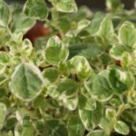 2013-05-19 oregano pstre 2013-05-19 oregano pstre