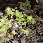 2013-05-19 oregano 2013-05-19 oregano