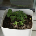 2013-05-19 oregano 2013-05-19 oregano