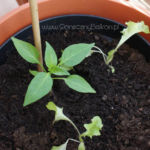 2013-05-19 słodka papryka 2013-05-19 słodka papryka