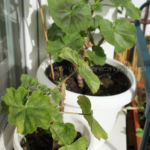 2013-05-19 pelargonie 2013-05-19 pelargonie