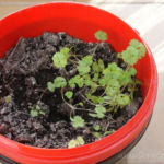 2013-05-19 pietruszka 2013-05-19 pietruszka